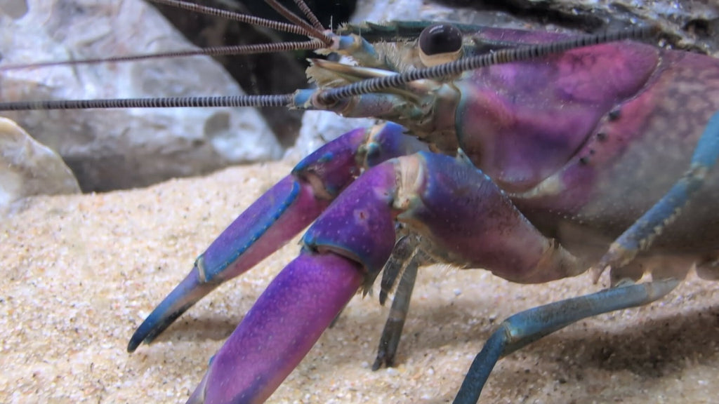 Gros plan sur la tête, les antennes et les pinces violettes bordées de bleu d’une écrevisse Cherax boesemani.