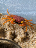 Crabe vampire Geosesarma Red Larsi aux yeux jaunes, à la carapace rouge sombre et aux pattes orange sur un sol sableux.