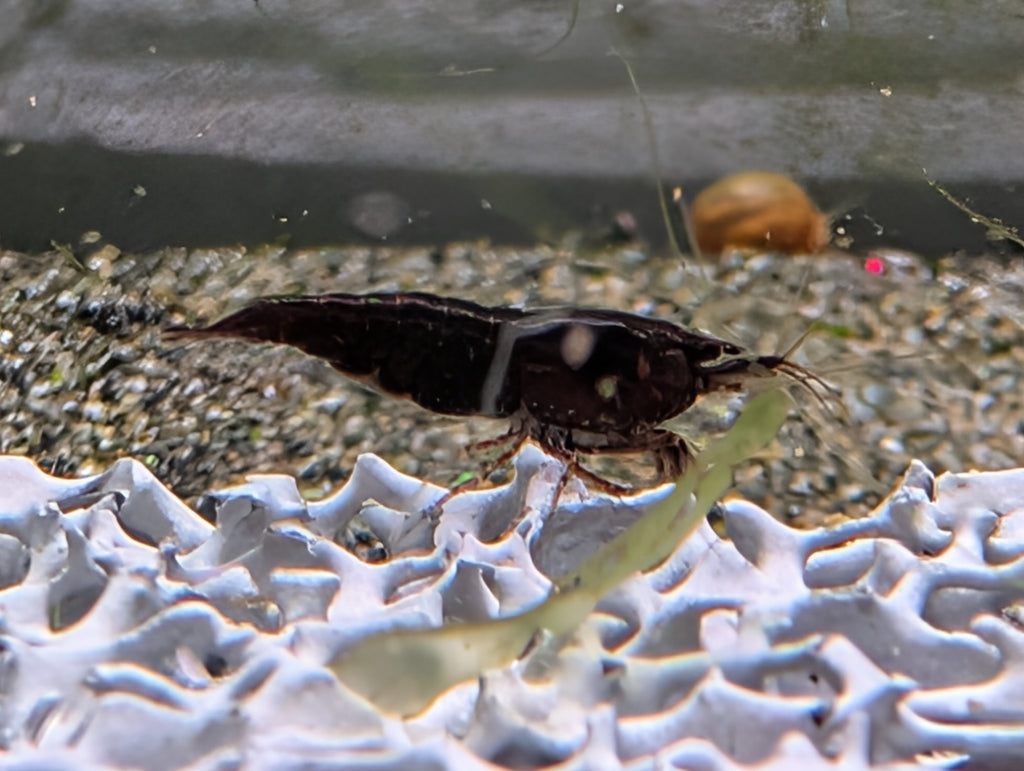 Crevette Neocaridina Black Sakura noire, vue de profil sur un support blanc ajouré dans un aquarium.