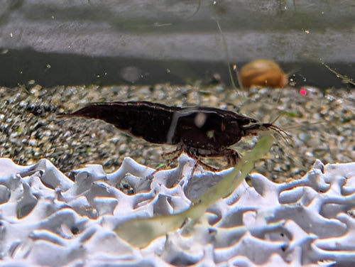 Crevette Neocaridina Black Sakura noire, vue de profil sur un support blanc ajouré dans un aquarium.