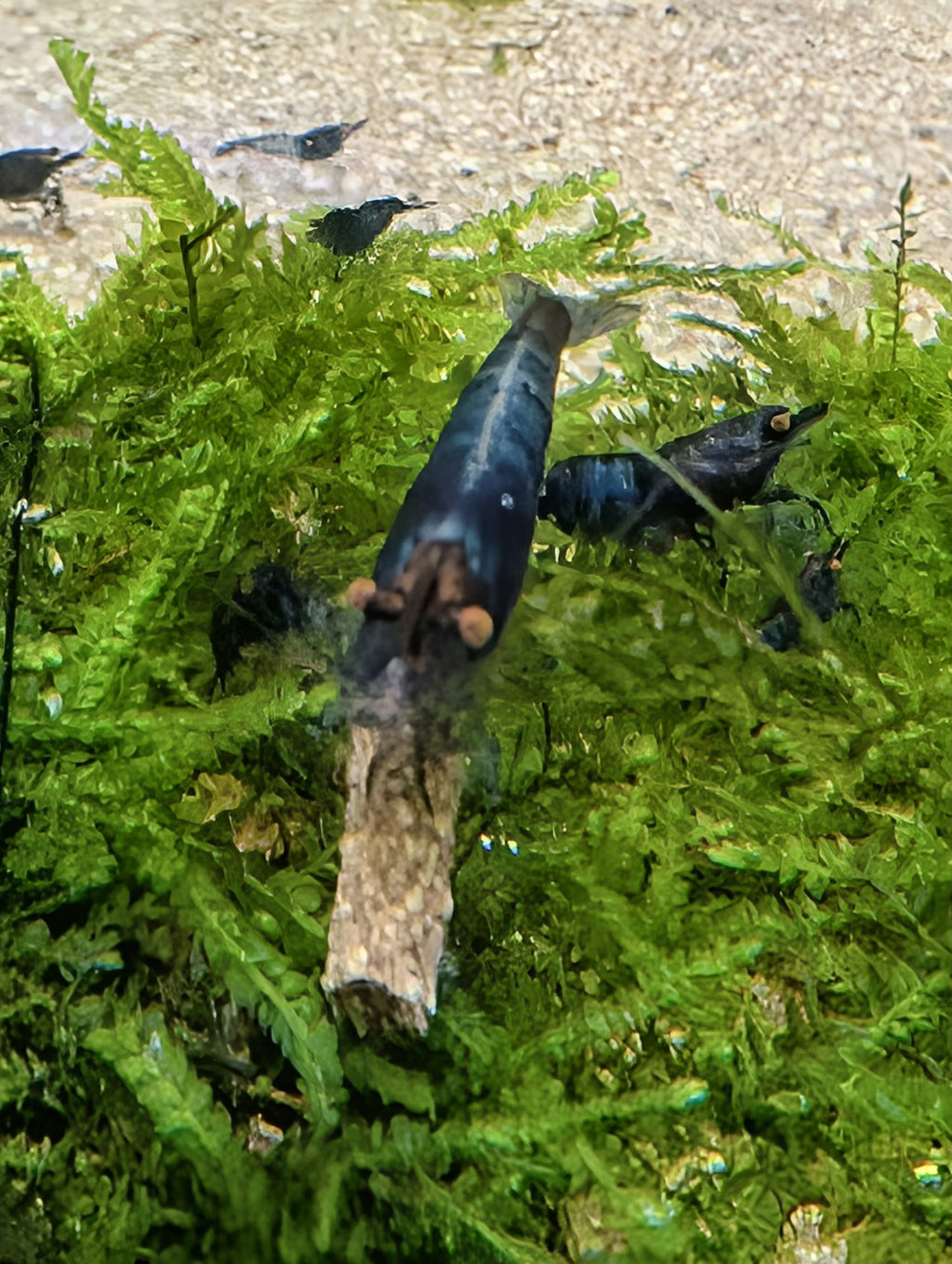 Crevette Neocaridina Blue Dream OE vue de face, avec ses yeux orange et son corps bleu foncé sur de la mousse.

