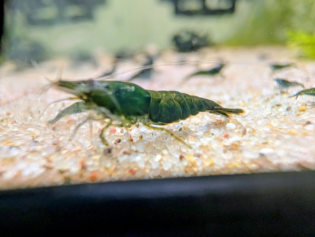 Crevette Neocaridina Green Jade Dark aux nuances vertes, vue de profil près de la vitre d’un aquarium.