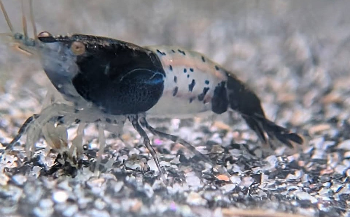 Crevette Neocaridina Black Rili de profil, avec la tête et la queue noires et le milieu du corps translucide.