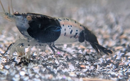 Crevette Neocaridina Black Rili de profil, avec la tête et la queue noires et le milieu du corps translucide.