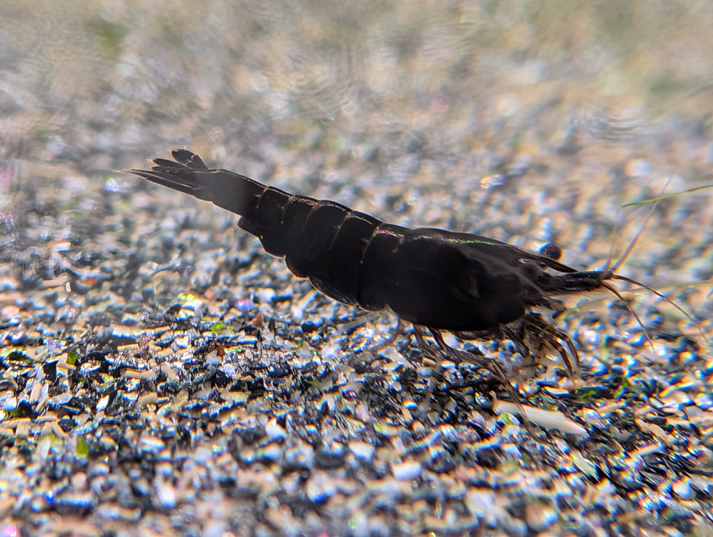 Crevette Neocaridina Black Sakura noire, vue de profil sur le gravier d’un aquarium d’eau douce.
