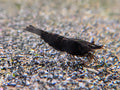 Crevette Neocaridina Black Sakura noire, vue de profil sur le gravier d’un aquarium d’eau douce.