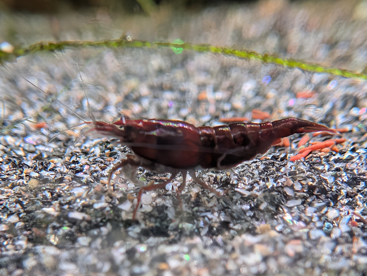 Crevette Neocaridina Bloody Mary type Red Onyx rouge sombre, vue de profil sur le gravier d’un aquarium.