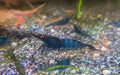 Crevette Neocaridina Blue Dream OE bleu foncé aux yeux orange, vue de profil sur le gravier d’un aquarium.