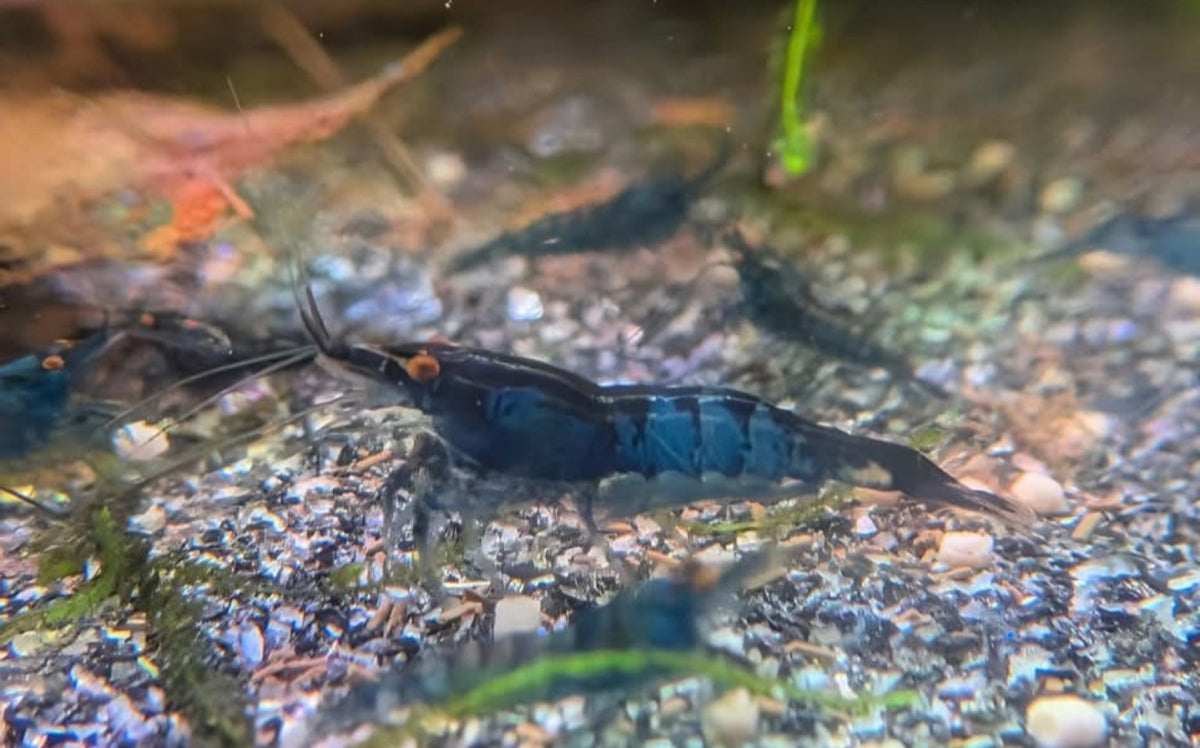 Crevette Neocaridina Blue Dream OE bleu foncé aux yeux orange, vue de profil sur le gravier d’un aquarium.