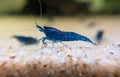 Crevette Neocaridina Blue Dream bleu intense, vue de profil sur le sol clair d’un aquarium d’eau douce