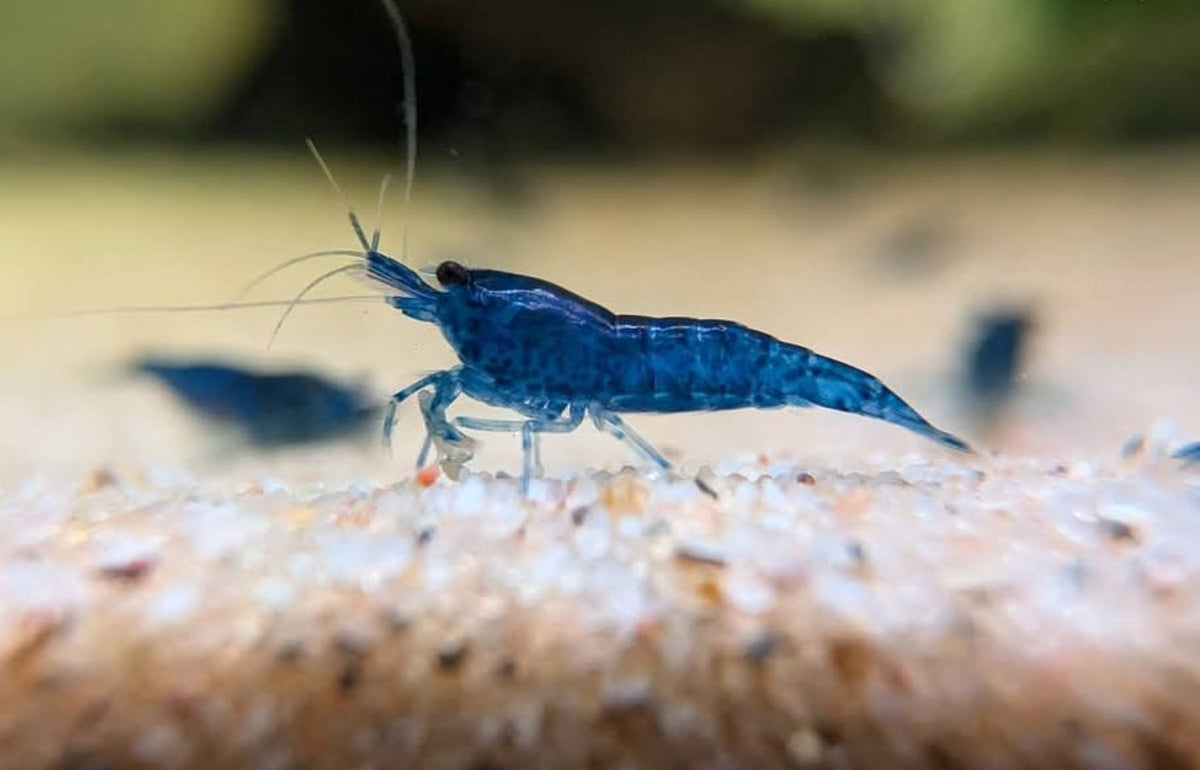 Crevette Neocaridina Blue Dream bleu intense, vue de profil sur le sol clair d’un aquarium d’eau douce