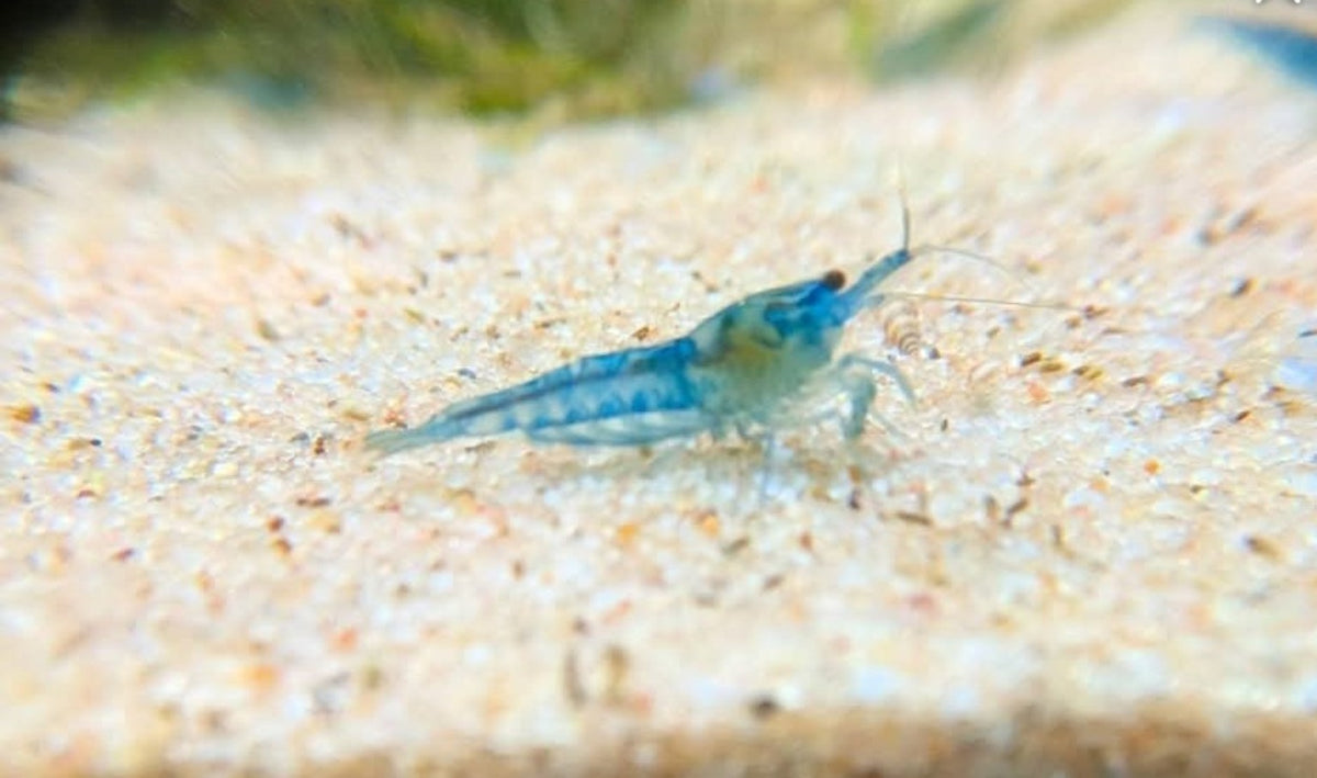 Crevette Neocaridina Blue Jelly bleu clair, vue de profil sur le sol clair d’un aquarium