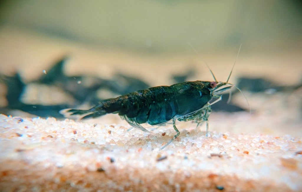 Crevette Neocaridina Green Jade Dark vert sombre, vue de profil sur le sol clair d’un aquarium.