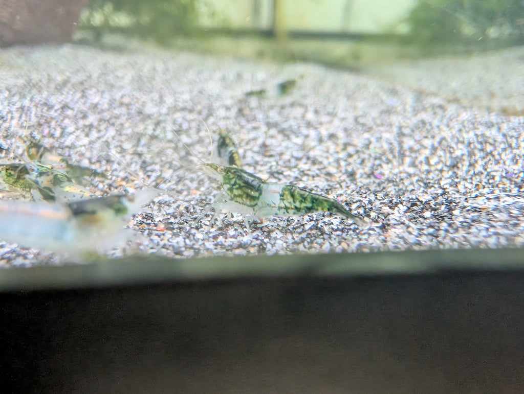 Crevette Neocaridina Green Rili verte et translucide, vue de profil sur le gravier d’un aquarium d’eau douce.