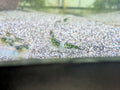 Crevette Neocaridina Green Rili verte et translucide, vue de profil sur le gravier d’un aquarium d’eau douce.