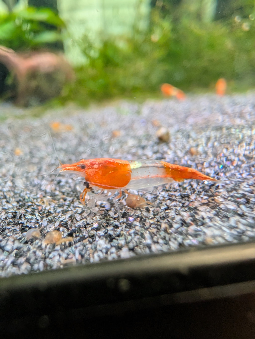 Crevette Neocaridina Orange Rili de profil, avec la tête et la queue orange et le milieu du corps translucide.