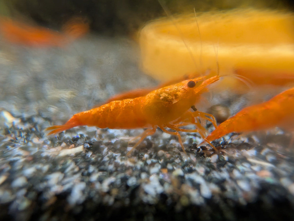 Crevette Neocaridina Orange Sunkist orange, vue de profil sur le gravier d’un aquarium d’eau douce