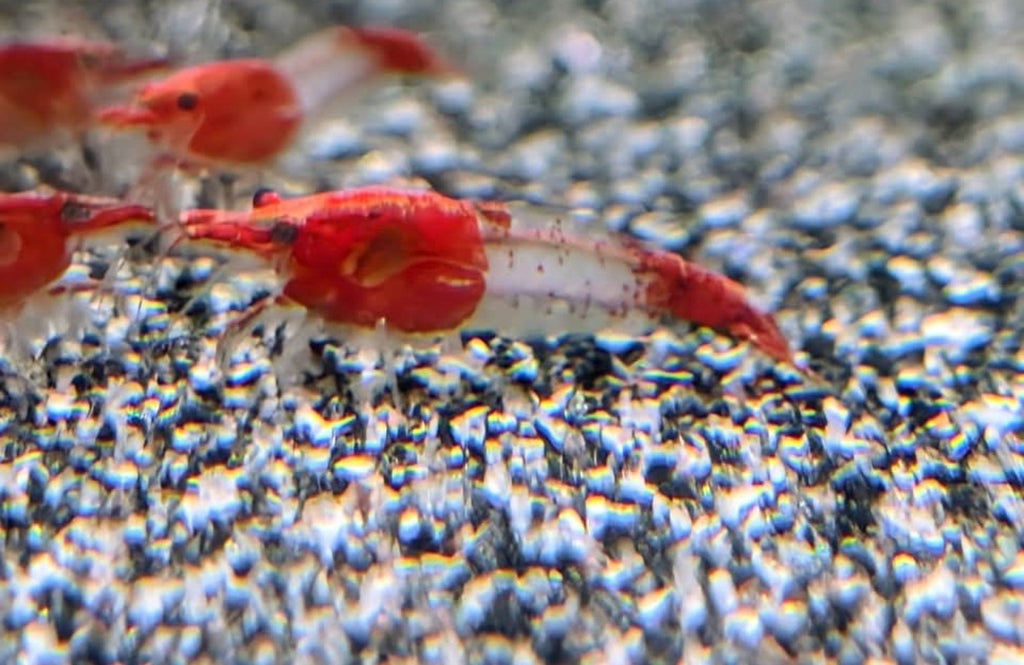 Crevette Neocaridina Red Rili rouge et translucide sur le sol d’un aquarium d’eau douce.