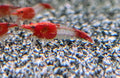 Crevette Neocaridina Red Rili rouge et translucide sur le sol d’un aquarium d’eau douce.