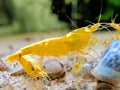 Crevette Neocaridina Yellow Golden Top jaune, vue de profil avec une bande dorsale claire dans un aquarium.