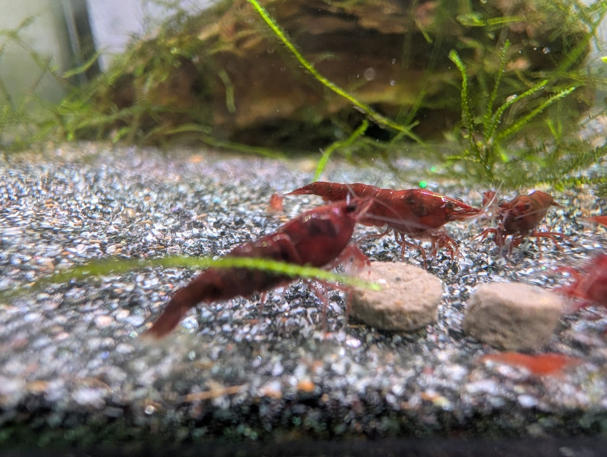 Crevettes Neocaridina Bloody Mary type Red Onyx réunies autour de pastilles de nourriture dans un aquarium.