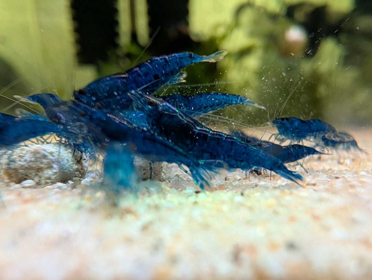 Groupe de crevettes Neocaridina Blue Dream bleu foncé réunies sur le sol clair d’un aquarium d’eau douce.