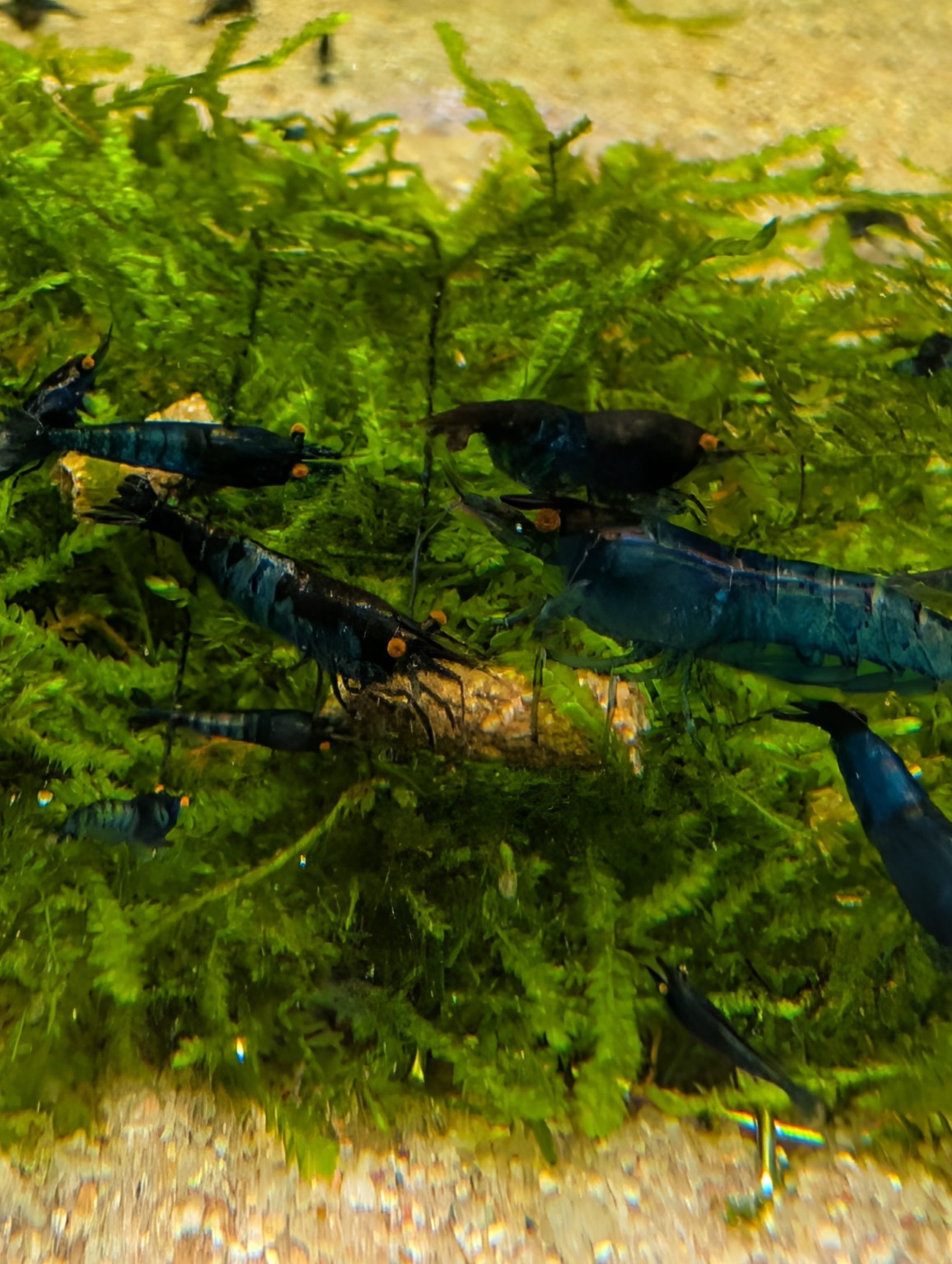 Groupe de crevettes Neocaridina Blue Dream OE bleu foncé aux yeux orange sur de la mousse aquatique.