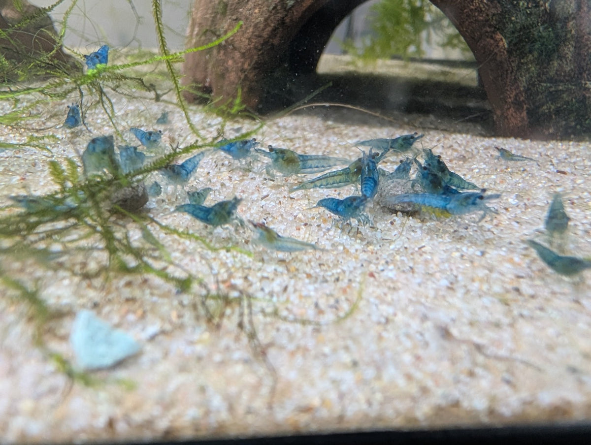 Groupe de crevettes Neocaridina Blue Jelly sur le sol clair d’un aquarium, près de mousse et d’une cachette.