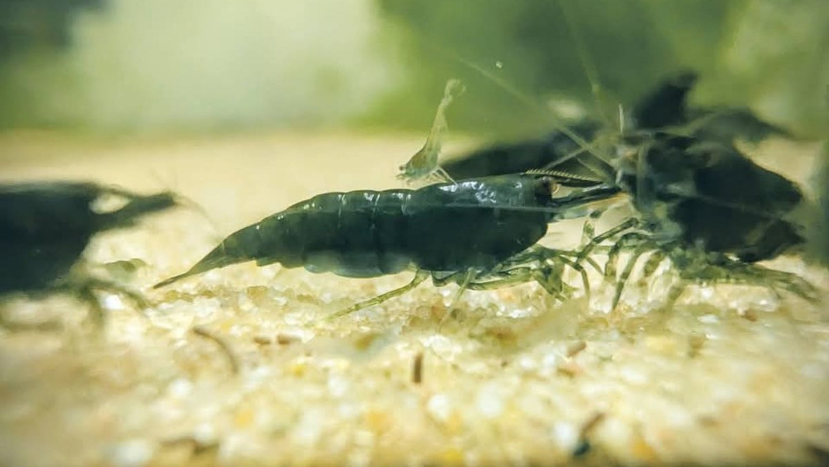 Crevette Neocaridina Green Jade Dark au premier plan, avec plusieurs autres crevettes sur le sol clair d’un aquarium.