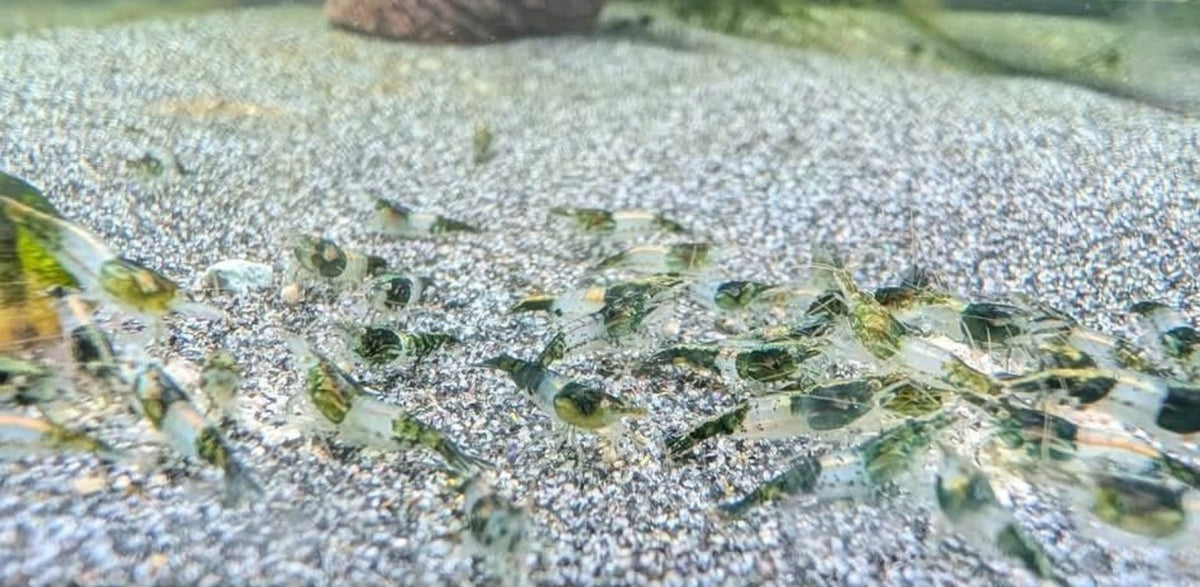 Groupe de crevettes Neocaridina Green Rili aux zones vertes et translucides sur le sol d’un aquarium d’eau douce.