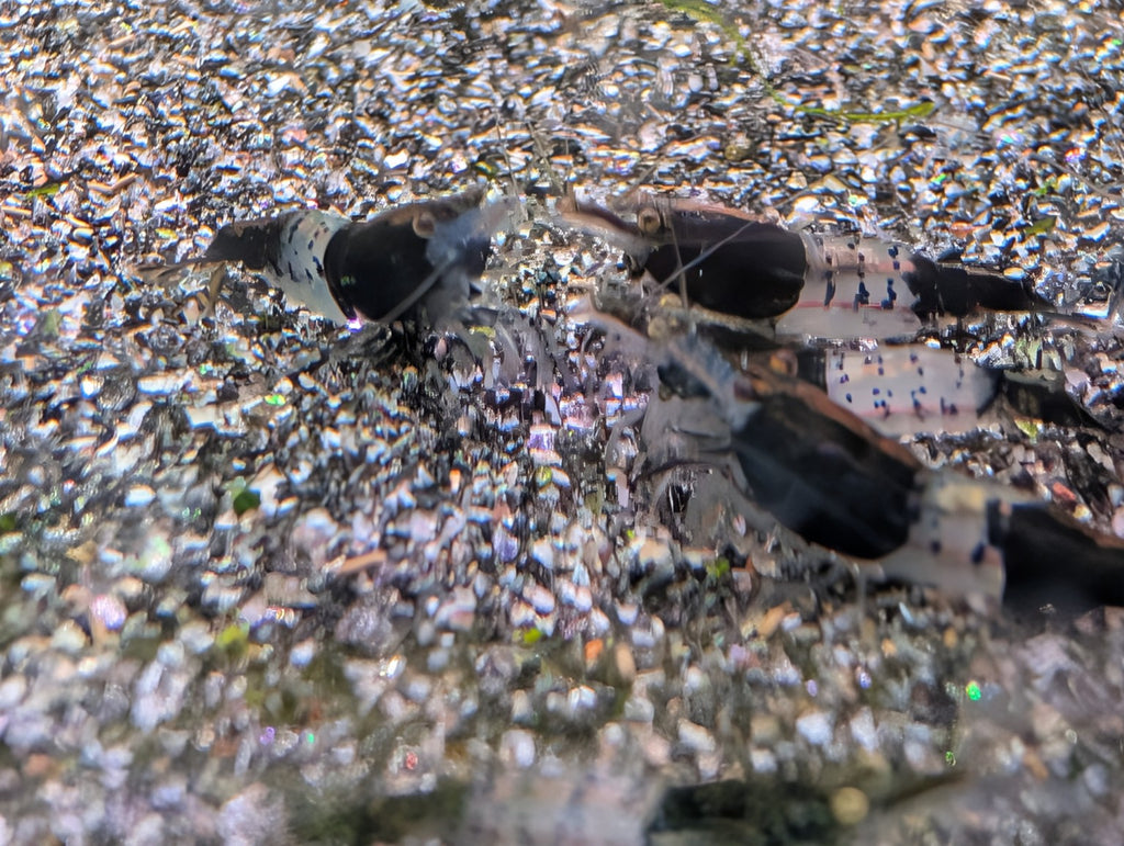 Groupe de crevettes Neocaridina Black Rili noires et translucides sur le gravier d’un aquarium d’eau douce.