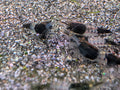 Groupe de crevettes Neocaridina Black Rili noires et translucides sur le gravier d’un aquarium d’eau douce.