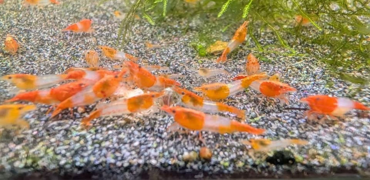 Groupe de crevettes Neocaridina Orange Rili orange et translucides sur le sol d’un aquarium, près de la mousse.