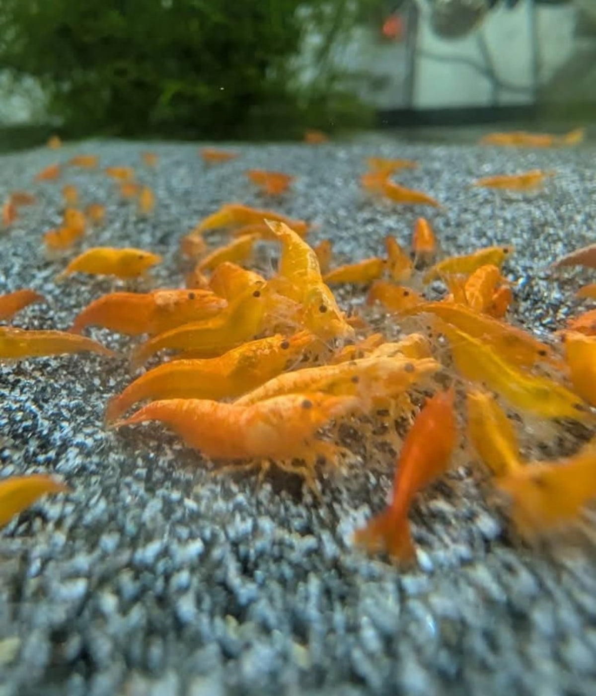 Groupe de crevettes Neocaridina Orange Sunkist réunies sur le gravier d’un aquarium d’eau douce.