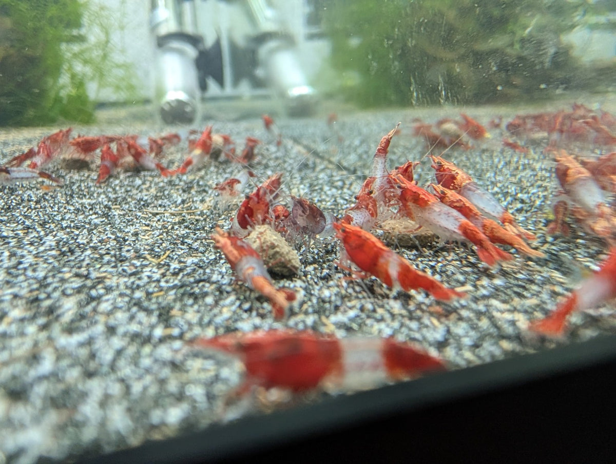Groupe de crevettes Neocaridina Red Rili dans un aquarium d’eau douce.