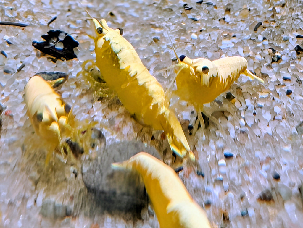 Crevettes Neocaridina Yellow Golden Top vues de dessus, avec leurs bandes dorsales claires sur un sol sable de rivière