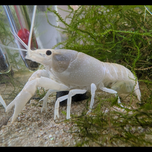 Écrevisse Procambarus alleni White sur le sol d’un aquarium, à côté de mousse aquatique.
