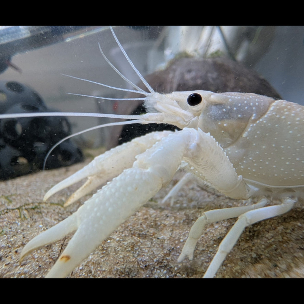 Gros plan sur la tête, les longues antennes et les pinces blanches d’une écrevisse Procambarus alleni White