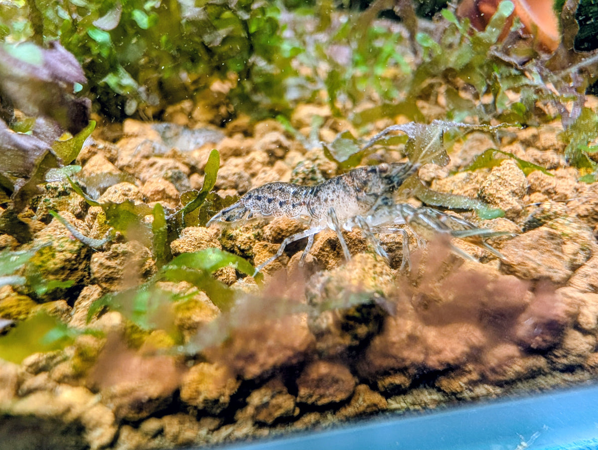Écrevisse Cambarellus diminutus vue de trois quarts, avec ses pinces déployées parmi les plantes d’un aquarium.