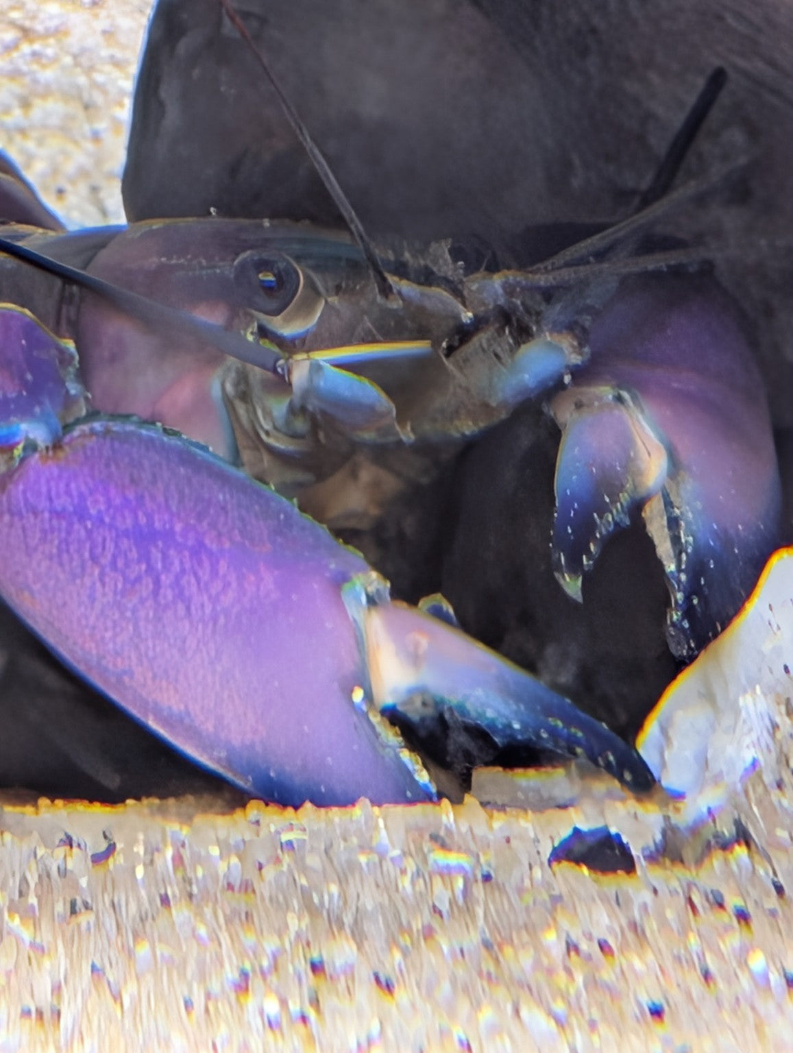 Écrevisse Cherax boesemani vue de face dans une cachette sombre, avec ses grandes pinces violettes et bleues.