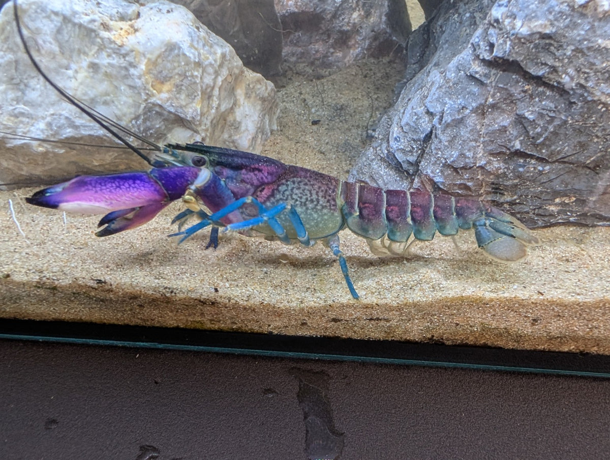 Écrevisse Cherax boesemani aux pinces violettes et aux pattes bleues, vue de profil sur le sable entre des roches.