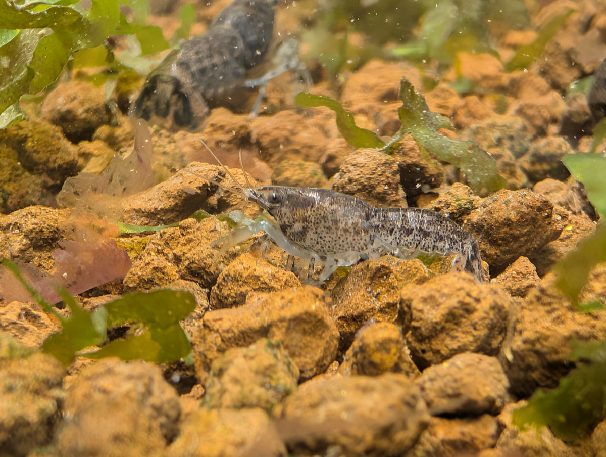 Écrevisse naine Cambarellus diminutus à la carapace grise mouchetée, vue de profil parmi les graviers et les plantes.