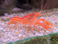 Écrevisse naine CPO, Cambarellus patzcuarensis Orange, vue de profil avec ses pinces sur le gravier d’un aquarium.