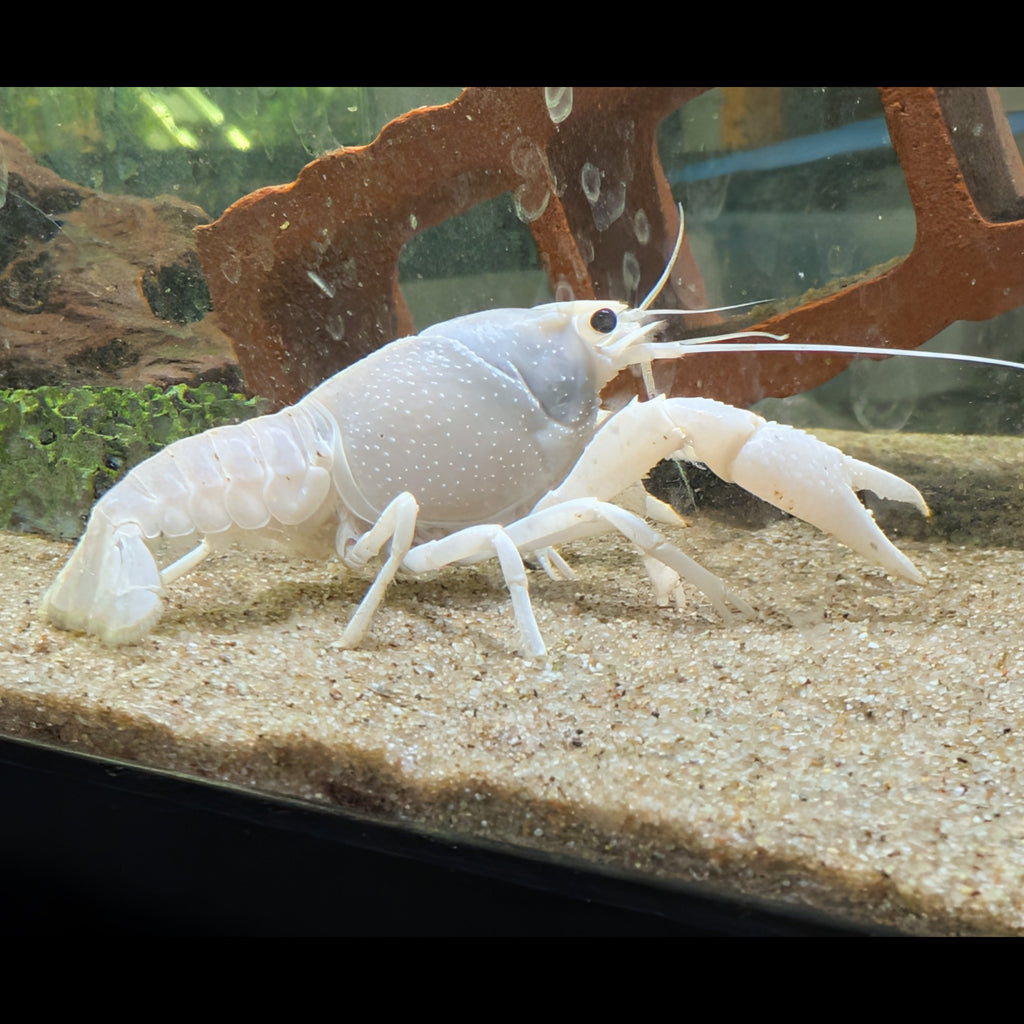 Écrevisse Procambarus alleni White, vue de profil avec ses grandes pinces sur le sable d’un aquarium.