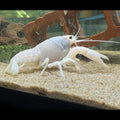 Écrevisse Procambarus alleni White, vue de profil avec ses grandes pinces sur le sable d’un aquarium.