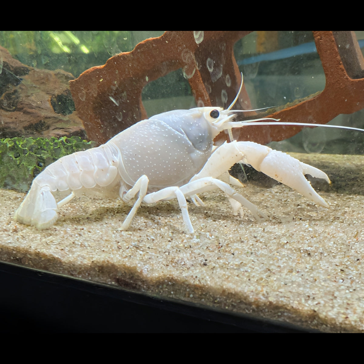 Écrevisse Procambarus alleni White, vue de profil avec ses grandes pinces sur le sable d’un aquarium.