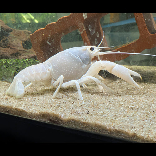 Écrevisse Procambarus alleni White, vue de profil avec ses grandes pinces sur le sable d’un aquarium.