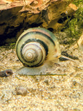 Escargot Asolene spixi à la coquille jaune crème rayée de bandes sombres, sur le sable d’un aquarium d’eau douce.