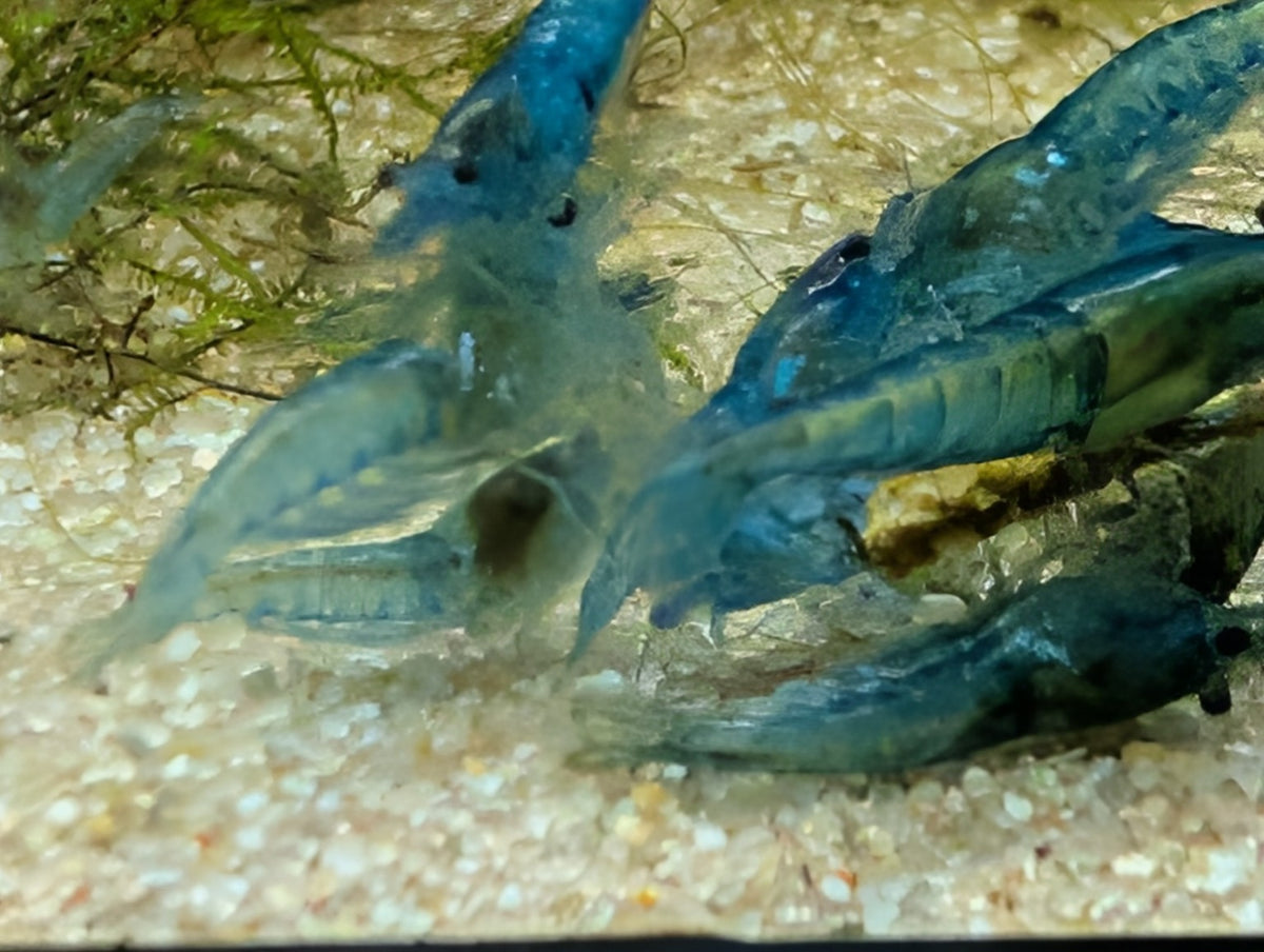 Gros plan d’un groupe de crevettes Neocaridina Blue Jelly bleu clair sur le sol d’un aquarium.