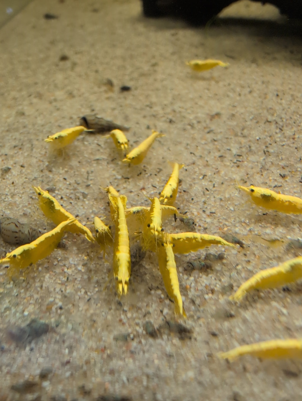 Groupe de crevettes Neocaridina Yellow Golden Top jaunes réunies sur le sol clair d’un aquarium d’eau douce.